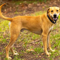 Thumbnail photo of Max English the Faithful Friend #3