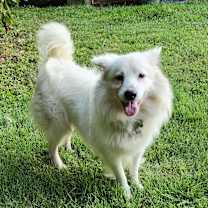 Thumbnail photo of Amos-St. Louis, MO #1