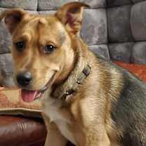 adopt-pet