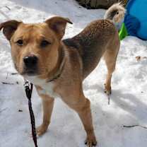 Thumbnail photo of Dexter #2