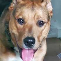 Thumbnail photo of Dexter #4