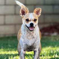 Thumbnail photo of Boogs #1