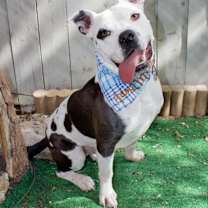 Thumbnail photo of Pace (Pluto) #1