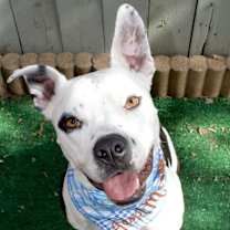 Thumbnail photo of Pace (Pluto) #2