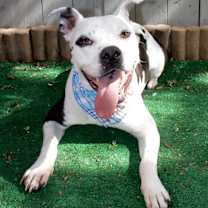 Thumbnail photo of Pace (Pluto) #3