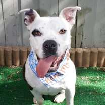 Thumbnail photo of Pace (Pluto) #4