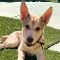 Thumbnail photo of Goldie #3