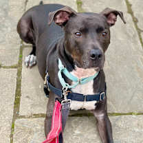Thumbnail photo of Dobby #2