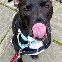 Thumbnail photo of Dobby #3
