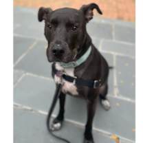 Thumbnail photo of Dobby #4