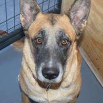 Thumbnail photo of Maya (A107652) #1