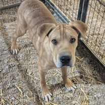 Thumbnail photo of Remington #1