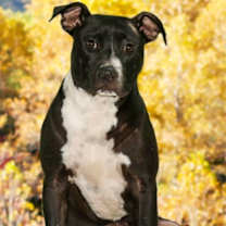Thumbnail photo of Charlie #1