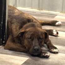 Thumbnail photo of Shadow K #2