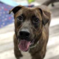 Thumbnail photo of Shadow K #1