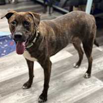 Thumbnail photo of Shadow K #3