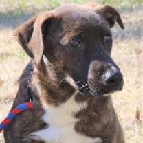 Thumbnail photo of Shadow K #4