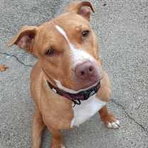 Thumbnail photo of Majora #1