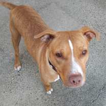 Thumbnail photo of Majora #2