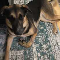 Thumbnail photo of Maia #1