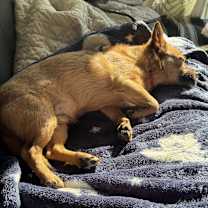 Thumbnail photo of Rosco #1
