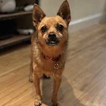 Thumbnail photo of Rosco #2