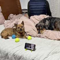 Thumbnail photo of Rosco #3