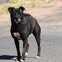 Thumbnail photo of Buster #4