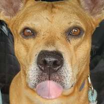 Thumbnail photo of Canelo #2