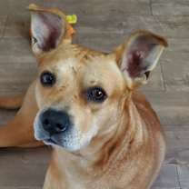 Thumbnail photo of Canelo #4