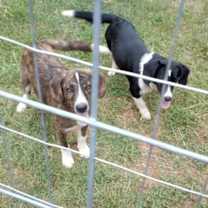 Thumbnail photo of Puppy Jill #2