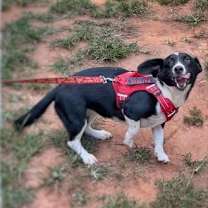 Thumbnail photo of Puppy Jill #3
