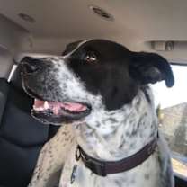 Thumbnail photo of Blue #2