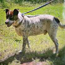 Thumbnail photo of Blue #3