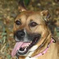 Thumbnail photo of Nala - contact Sylva/rachel #1