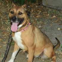 Thumbnail photo of Nala - contact Sylva/rachel #2