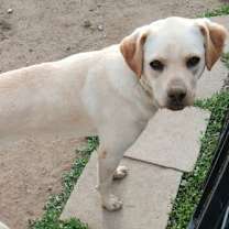 Thumbnail photo of Wisteria #1