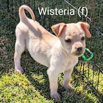 Thumbnail photo of Wisteria #2