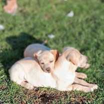 Thumbnail photo of Wisteria #3