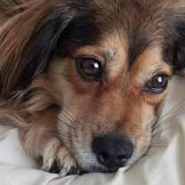 Thumbnail photo of Moko #3
