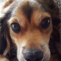 Thumbnail photo of Moko #4