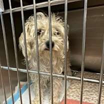 Thumbnail photo of DAISY #2