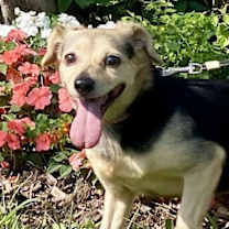 Thumbnail photo of Ginger #1