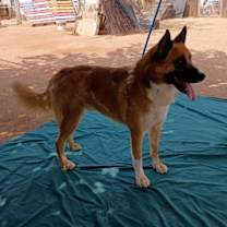 Thumbnail photo of Sonny #2