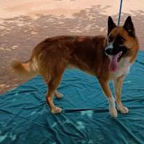 Thumbnail photo of Sonny #4