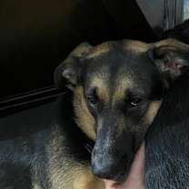 Thumbnail photo of Maia #4