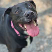 Thumbnail photo of Bagheera #4