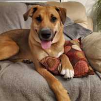 adopt-pet