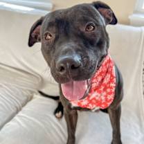 Thumbnail photo of Paris Bagel Momma #1