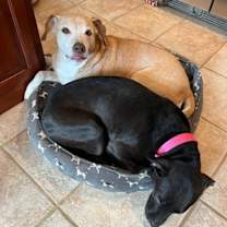 Thumbnail photo of Paris Bagel Momma #2